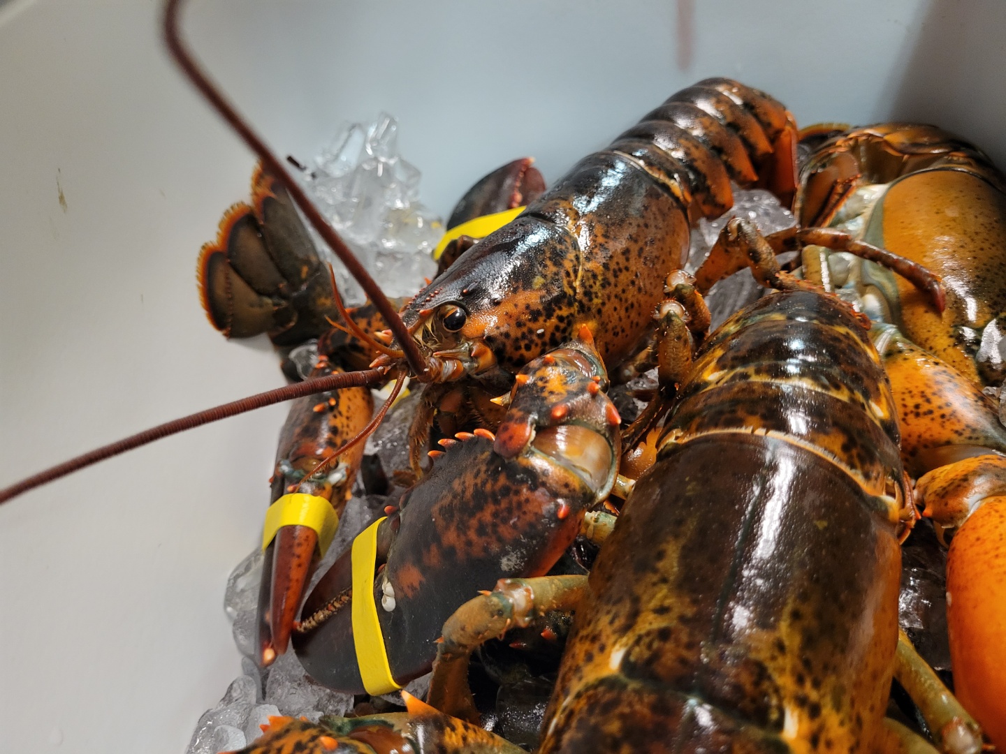 Order Special deal!!! Whole lobster food online from Cap't Loui store, Auburn on bringmethat.com