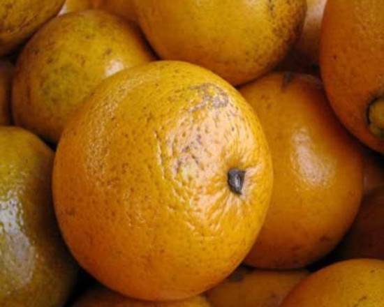 Order Florida Orange (4 lb) food online from Ctown Supermarkets store, Uniondale on bringmethat.com