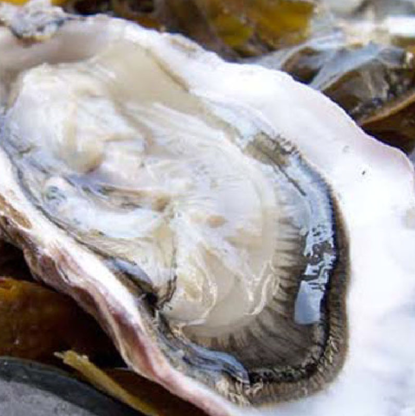 Order East Coast Blue Point Oysters food online from Dixon Seafood Shoppe store, Peoria on bringmethat.com