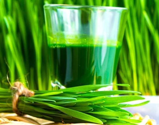 Order Wheatgrass shot food online from Natures Juice Bar & Cafe store, Raleigh on bringmethat.com