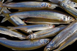 Order Smelt (Per Bag) food online from Earp's Seafood Market store, Raleigh on bringmethat.com