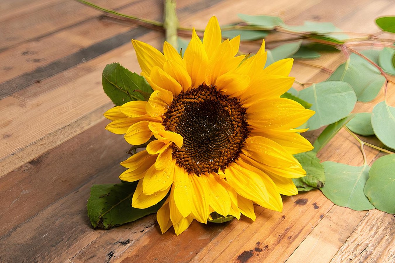 Order Sunflower food online from @Flowers store, Austin on bringmethat.com