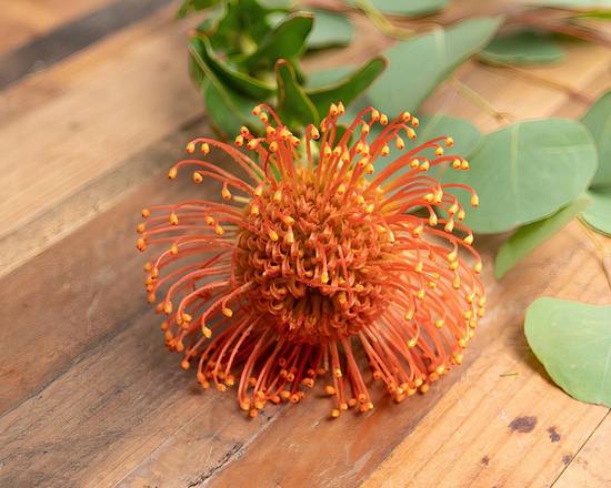 Order Protea Pincushion food online from @Flowers Stamford store, Stamford on bringmethat.com