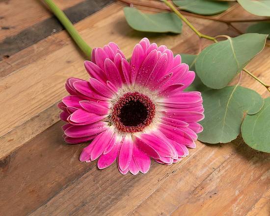 Order Gerbera Daisy food online from @Flowers North Nashville store, Madison on bringmethat.com