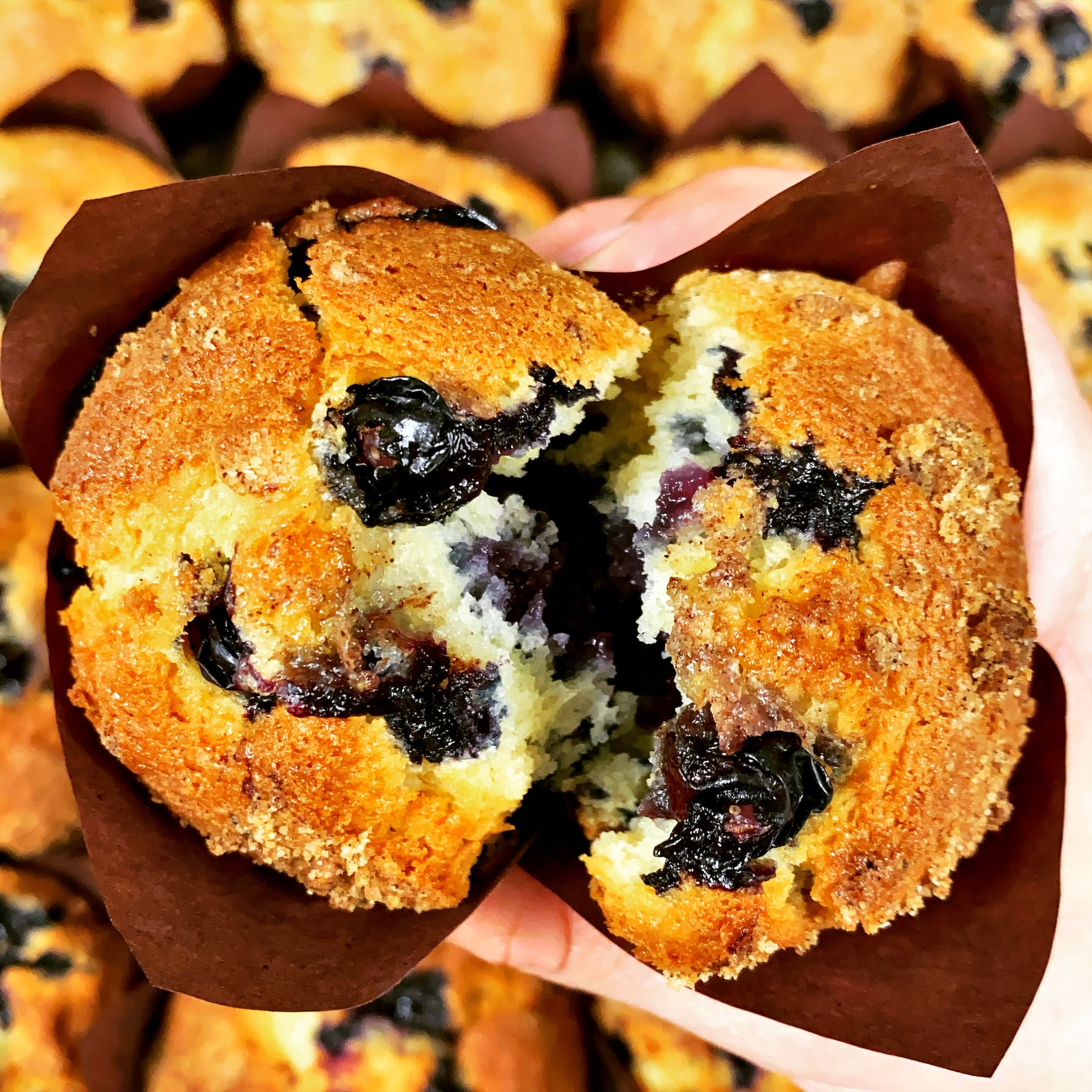 Order Blueberry Muffins  food online from Klein's Bakery And Cafe store, Chicago on bringmethat.com