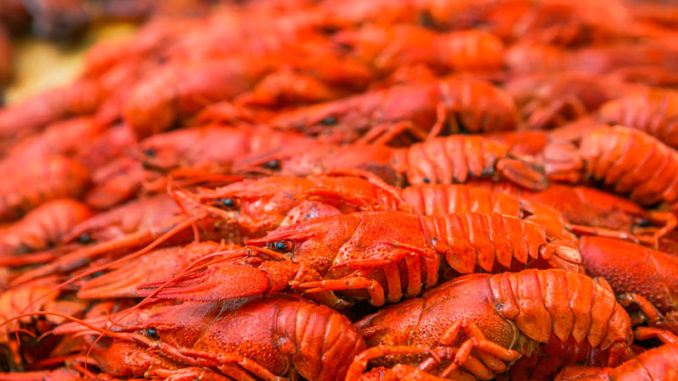 Order Steamed Spiced Cajun Craw Fish food online from Cameron's Seafood store, Frederick on bringmethat.com