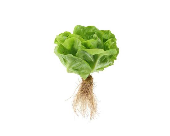 Order Butter Lettuce Hydroponic (1 ct) food online from Shaw's store, Newburyport on bringmethat.com
