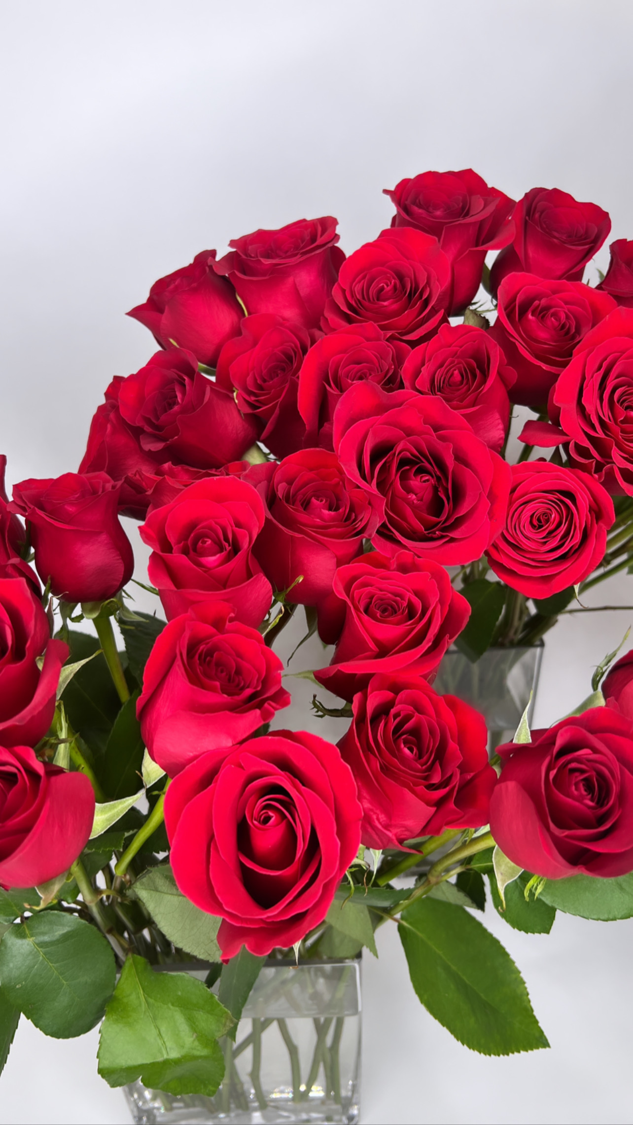 Order 24 Long Stemmed Premium Roses food online from Lilly Bouqs store, Clifton on bringmethat.com