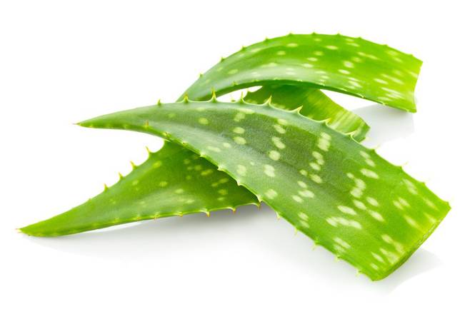 Order Aloe Vera Leaves (1 ct) food online from Jewel-Osco store, Antioch on bringmethat.com