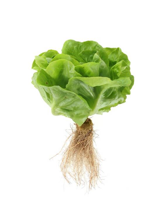 Order Hydroponic Lettuce (1 ct) food online from Winn-Dixie store, Zachary on bringmethat.com