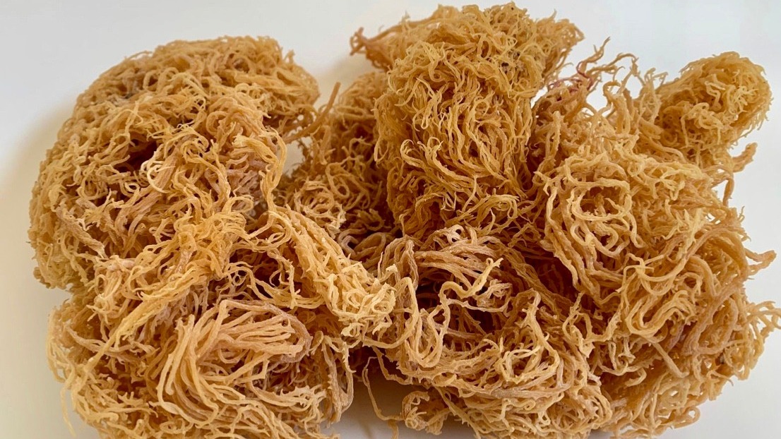 Order Raw Irish gold Sea moss 2 ounce food online from Juice Up store, Bronx on bringmethat.com