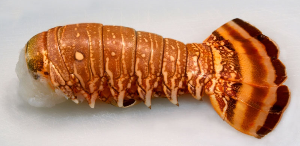 Order 4-4.5 oz South African Lobster Tails food online from Dixon Seafood Shoppe store, Peoria on bringmethat.com