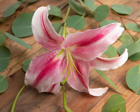 Order Stargazer Lily food online from @Flowers store, Carlsbad on bringmethat.com