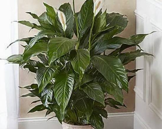 Order Large Green plant for any occassion. free ribbon and card  food online from Nia store, Chicago on bringmethat.com