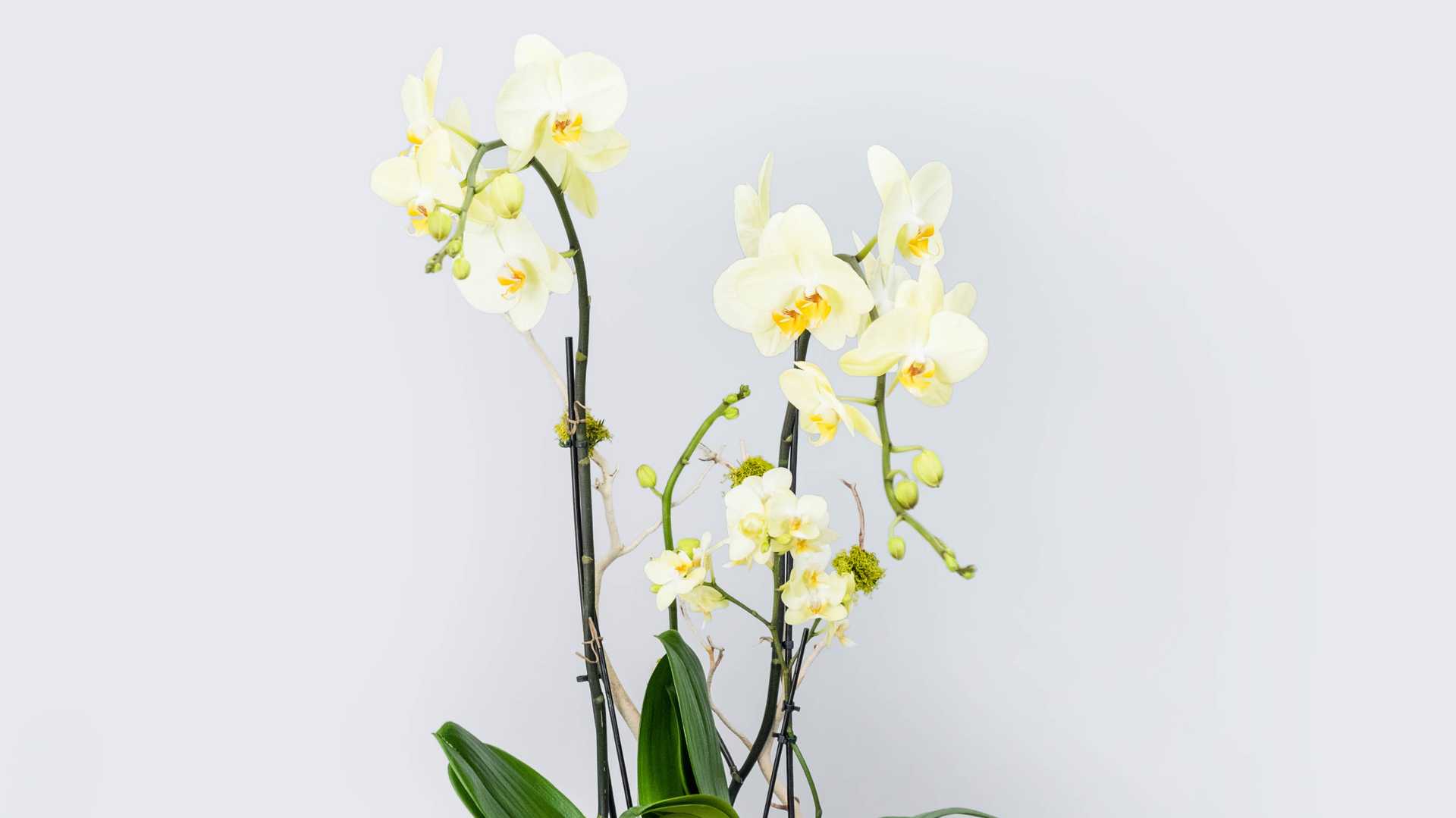 Order Orchid #65 Congrats food online from Flowers & Designs By Gina store, Los Angeles on bringmethat.com