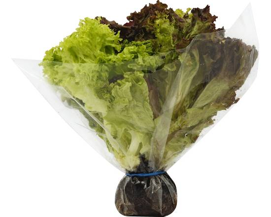Order Pete's · Living Greens Lettuce (1 bunch) food online from Safeway store, Alamo on bringmethat.com