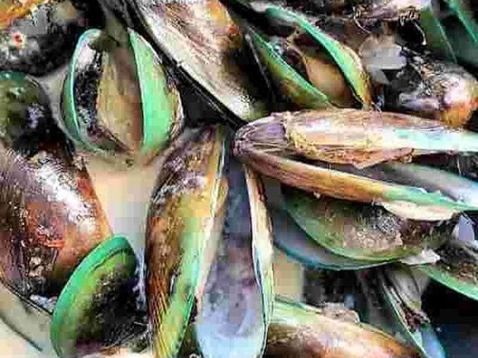 Order M8. Green Mussel food online from Juicy Seafood store, Clarksville on bringmethat.com