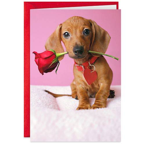 Order Shoebox Funny Valentine's Day Card (Dachshund) S16 - 1.0 ea food online from Walgreens store, Daly City on bringmethat.com