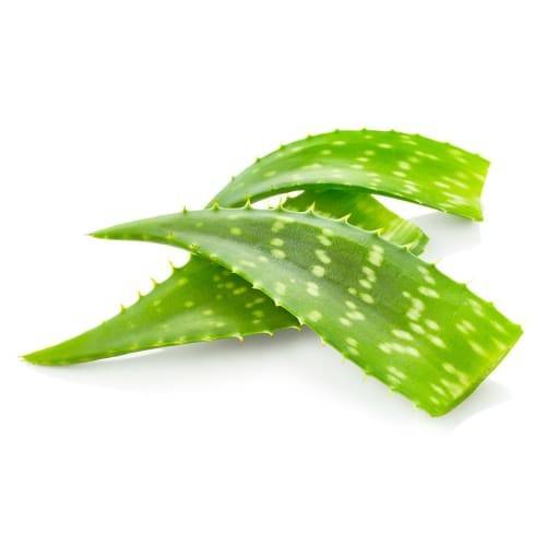 Order Aloe Vera Leaves (1 ct) food online from Shaw's store, Concord on bringmethat.com