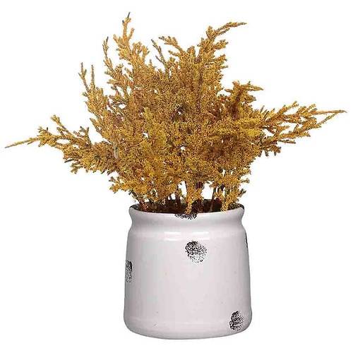 Order Festive Voice Potted Foliage - 1.0 ea food online from Walgreens store, Artesia on bringmethat.com