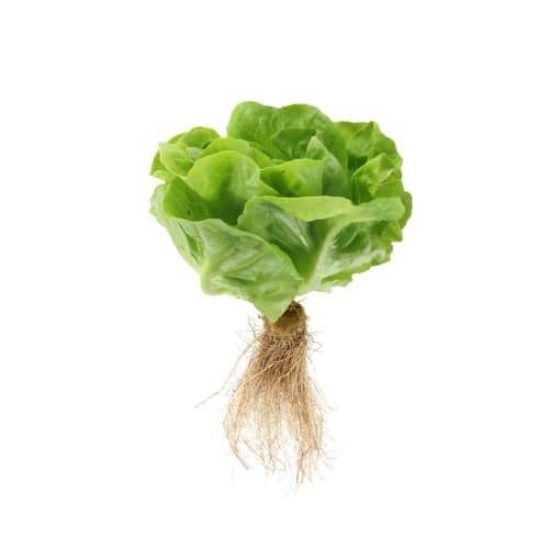 Order Butter Lettuce Hydroponic (1 ct) food online from Safeway store, Reston on bringmethat.com