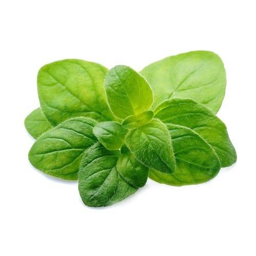 Order Oregano Bunched (1 ct) food online from Safeway store, Turlock on bringmethat.com