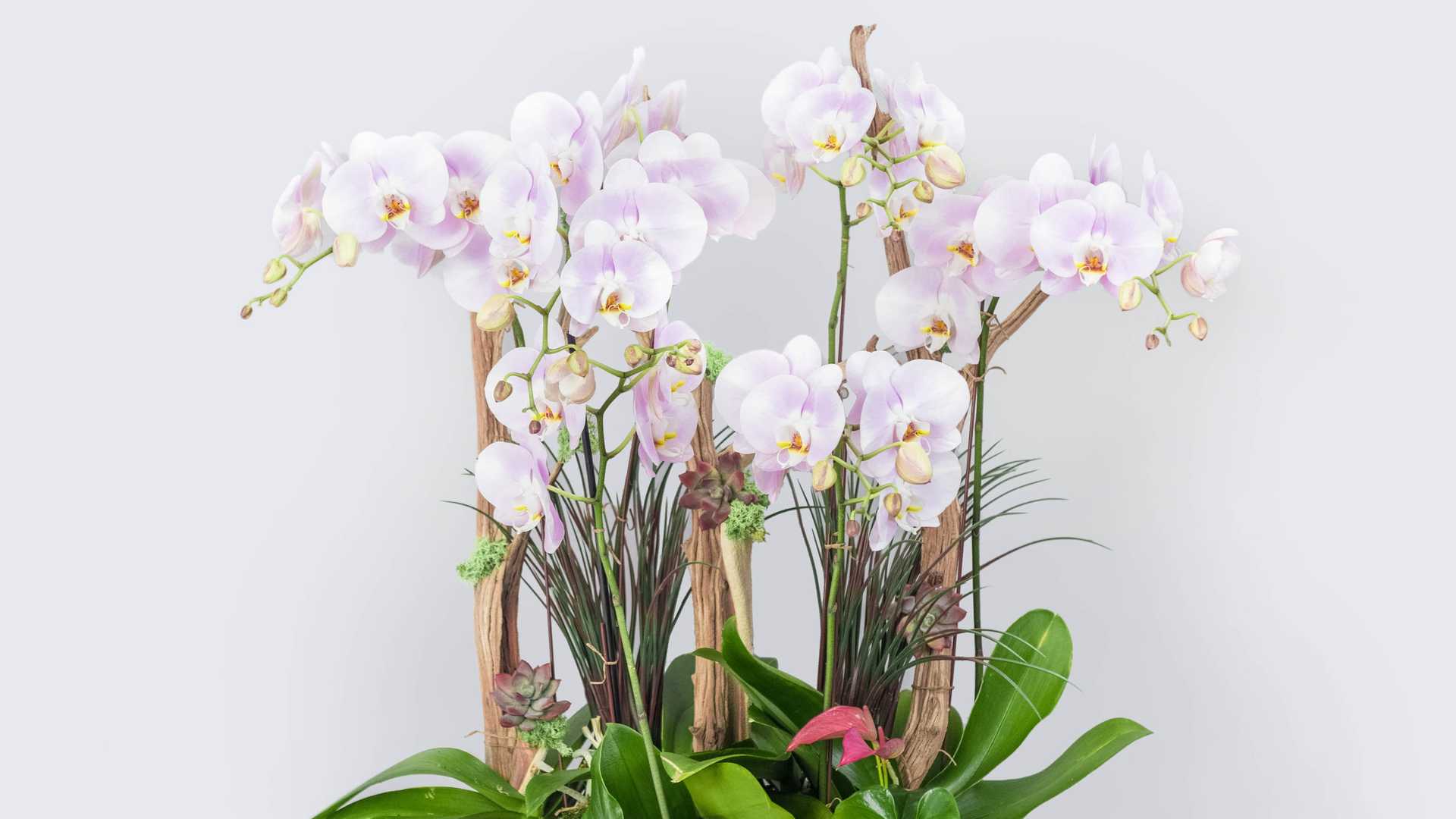 Order Orchid #64 Congrats food online from Flowers & Designs By Gina store, Los Angeles on bringmethat.com