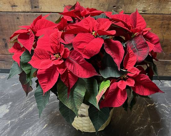 Order Holiday Poinsettia food online from Niko's Flower Designs store, Chicago on bringmethat.com