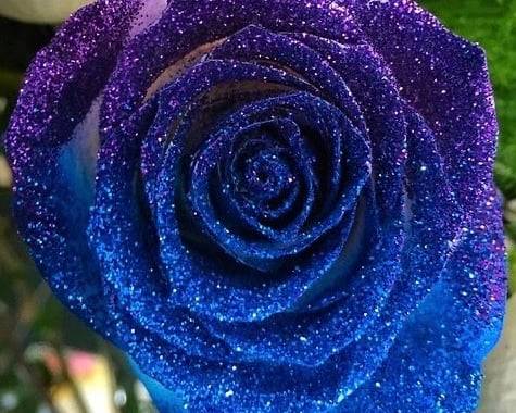 Order BLUE Roses Glitter tips AMAZING! food online from 800 Rose Big Florist Gifts & Desserts store, Newport Beach on bringmethat.com