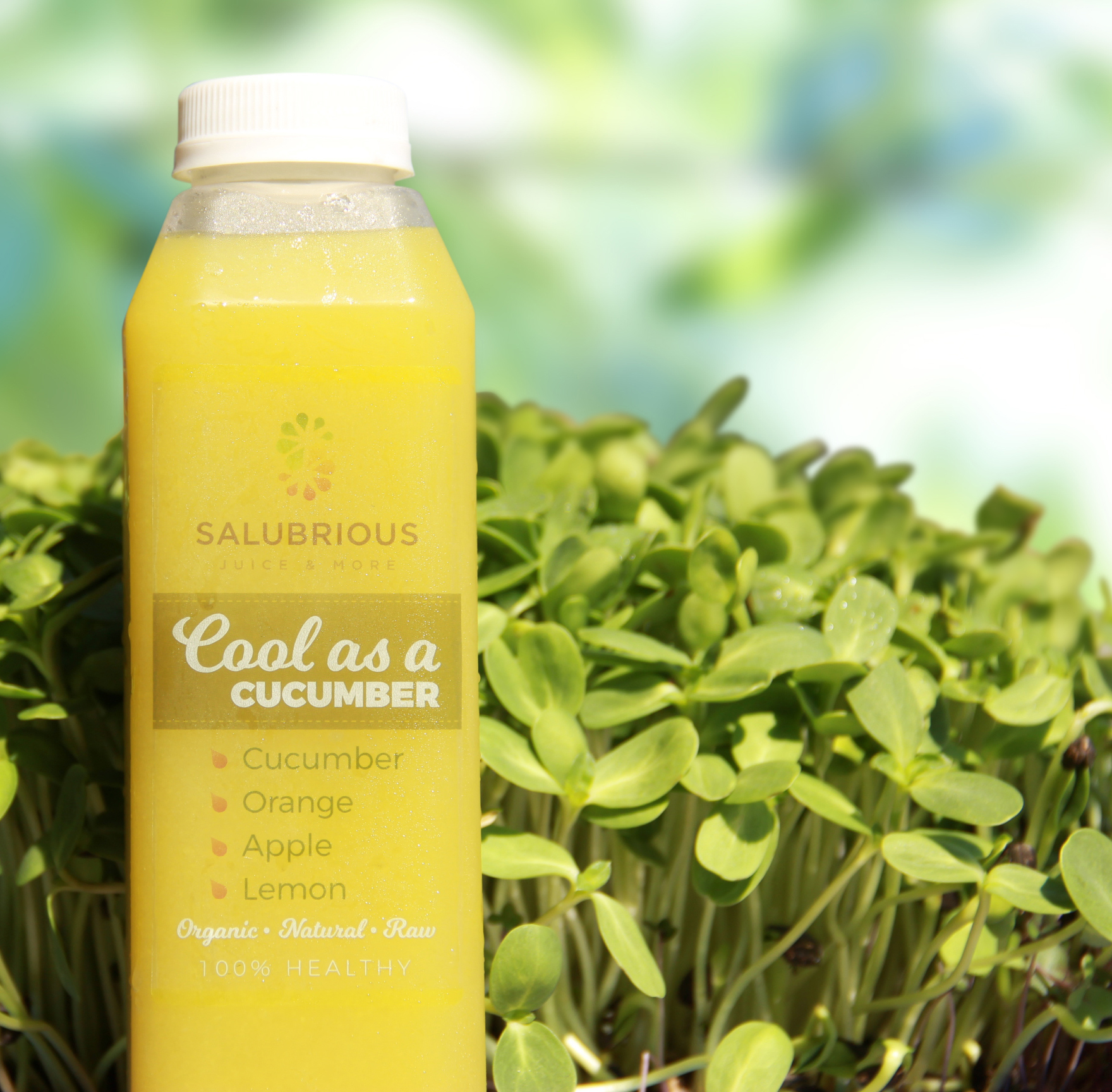 Order 16 oz. Cool as a Cucumber Juice food online from Salubrious Juice And More store, Dallas on bringmethat.com