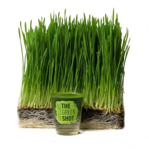 Order Wheat grass shot food online from E Fresh store, New Hyde Park on bringmethat.com