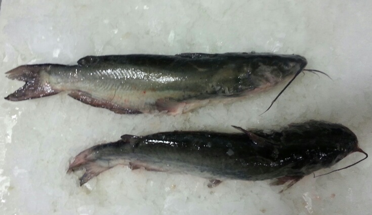 Order Whole Catfish food online from Jr Seafood store, San Francisco on bringmethat.com