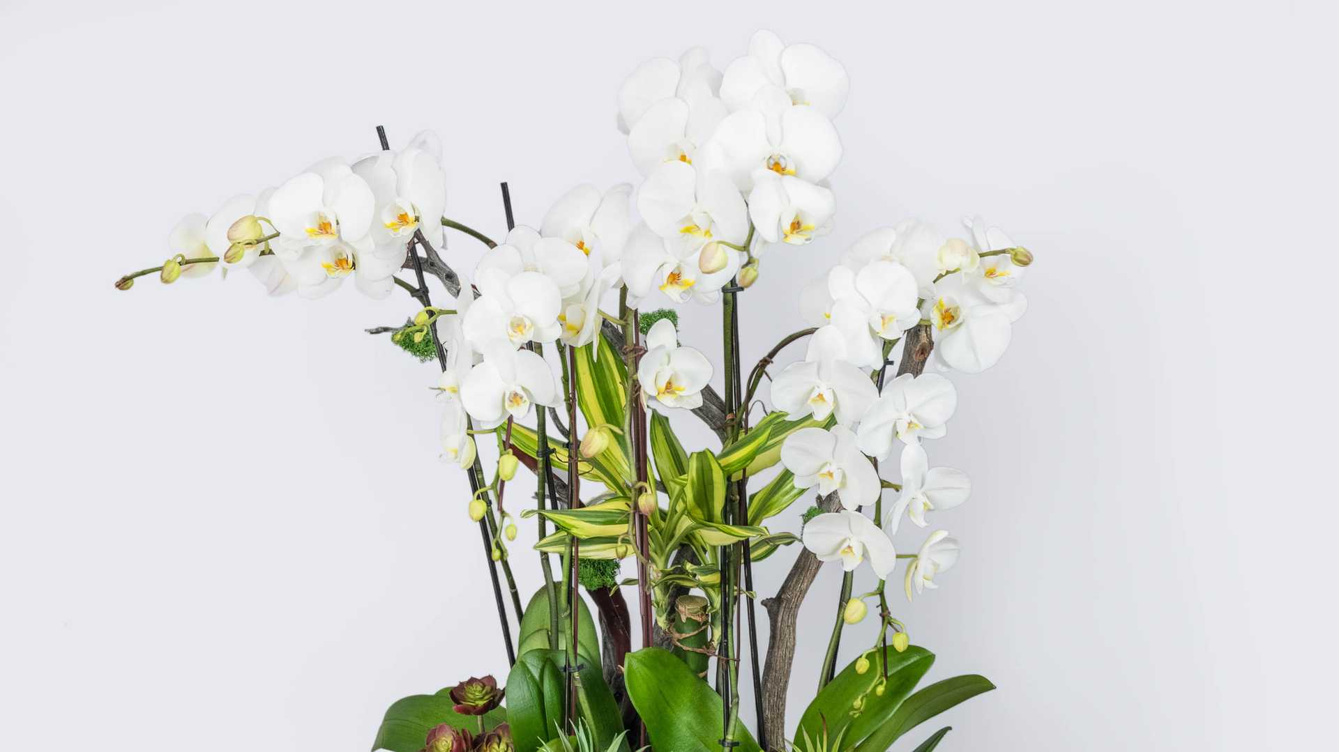 Order Orchid #61 food online from Flowers & Designs By Gina store, Los Angeles on bringmethat.com