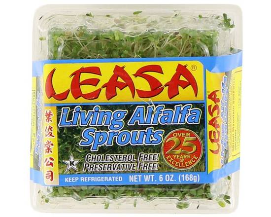 Order Alfalfa Sprouts (6 oz) food online from Winn-Dixie store, Apollo Beach on bringmethat.com