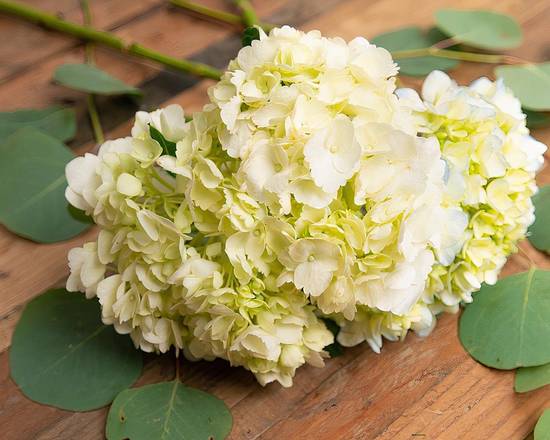 Order Hydrangea food online from @Flowers North Nashville store, Madison on bringmethat.com