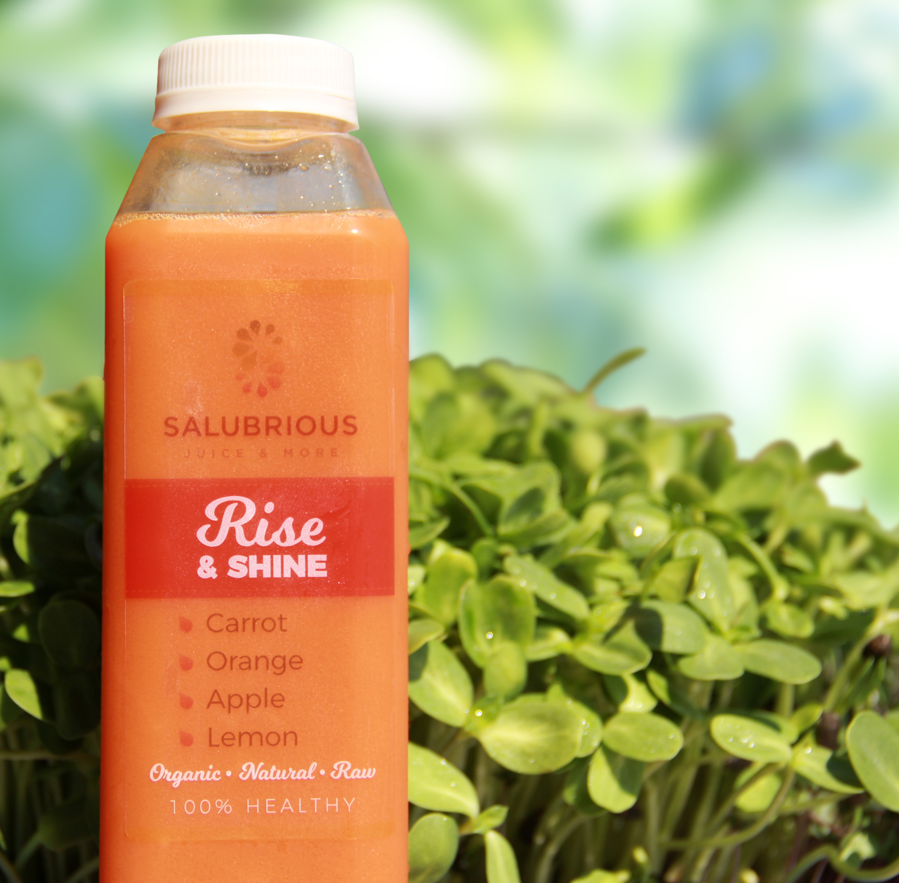 Order 16 oz. Rise and Shine Juice food online from Salubrious Juice And More store, Dallas on bringmethat.com
