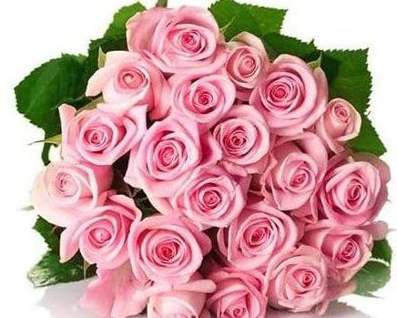 Order 2 Dozen Long ROSES! Stem Pink Passion ROSE bouquet! food online from 800 Rose Big Florist Gifts & Desserts store, Newport Beach on bringmethat.com