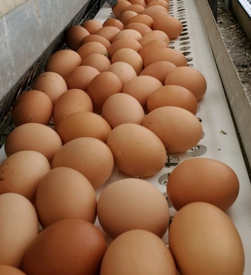 Order Pastured Eggs - 1 dozen food online from Soups On Main store, Hackettstown on bringmethat.com