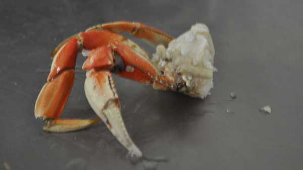 Order Dungeness Crab Section food online from Jr Seafood store, San Francisco on bringmethat.com