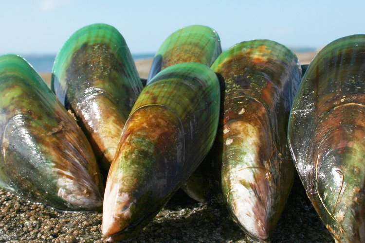 Order 1 Lb Green Mussels food online from Crazy Seafood store, West Springfield on bringmethat.com
