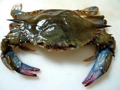 Order Soft Shell Crab - Whales food online from Captain’s Curbside Seafood store, Trappe on bringmethat.com