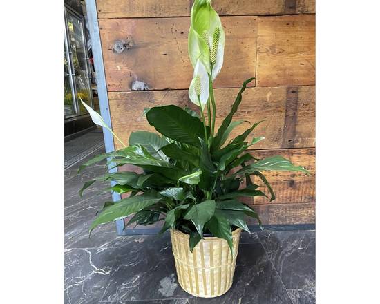 Order Promise Peace Lily food online from Niko's Flower Designs store, Chicago on bringmethat.com