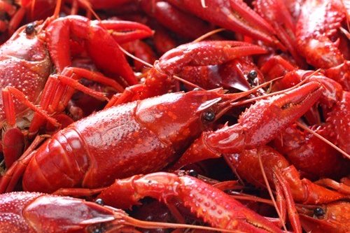 Order 1 Lb Crawfish food online from Crazy Seafood store, West Springfield on bringmethat.com