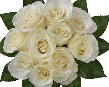 Order 2 Dozen White Beautiful Roses TIFFANY STYLE gift wrap and ribbon bow ! food online from 800 Rose Big Florist Gifts & Desserts store, Newport Beach on bringmethat.com