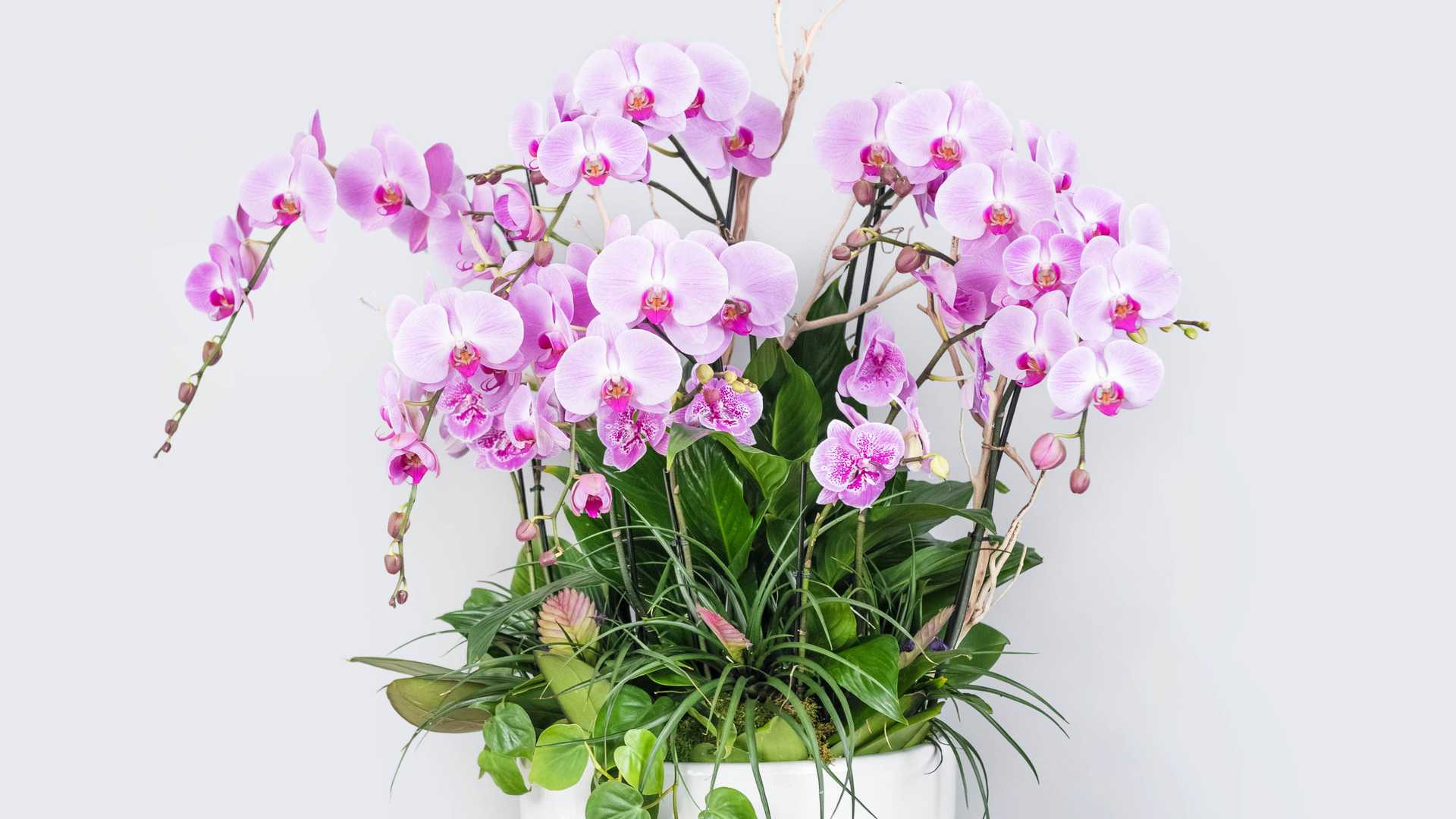 Order Orchid #62 Birthday food online from Flowers & Designs By Gina store, Los Angeles on bringmethat.com