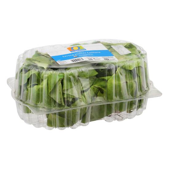 Order O Organics · Organic Living Butter Lettuce (2 ct) food online from Safeway store, North Bend on bringmethat.com