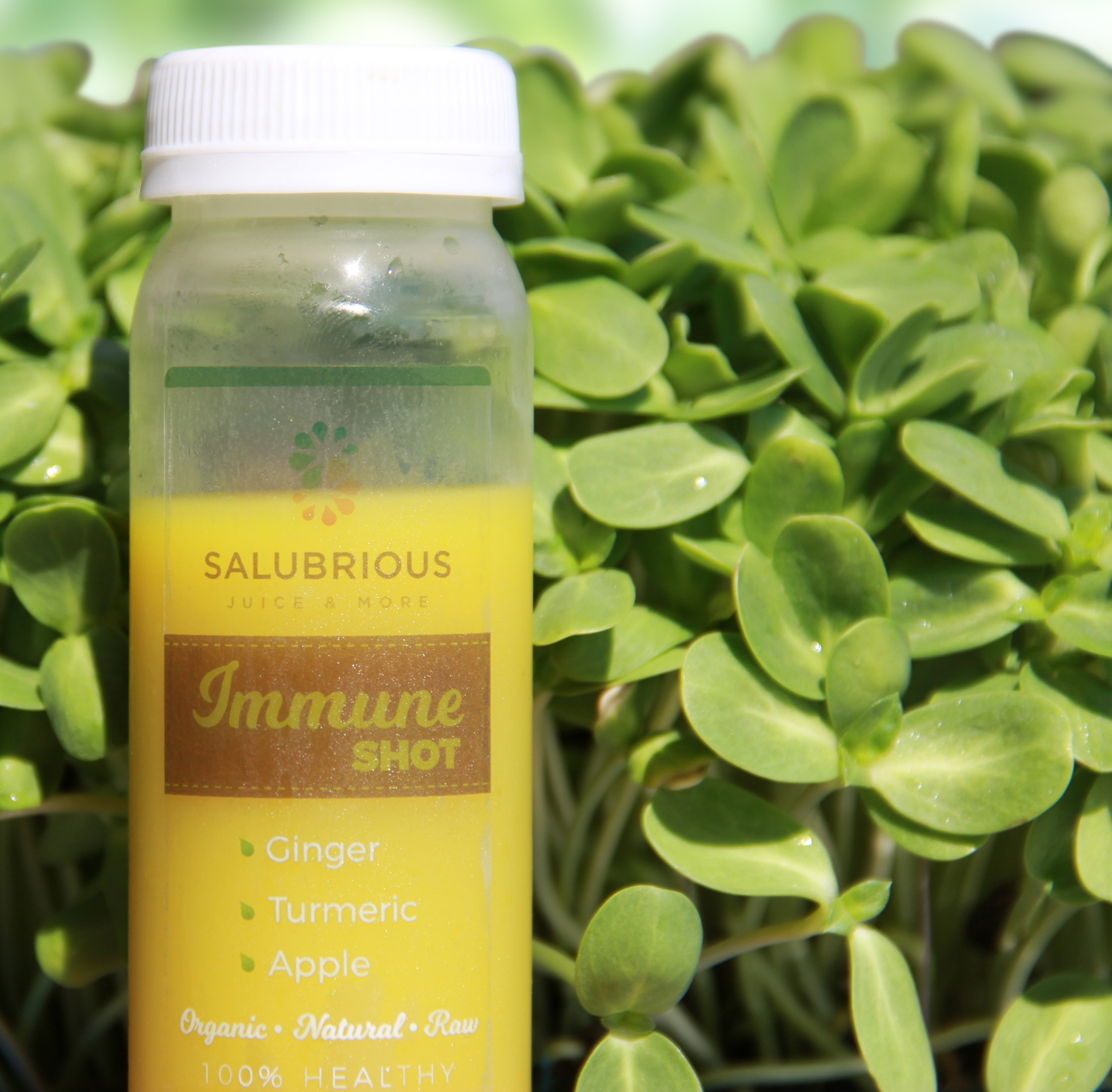 Order 3 oz. Immune Shot Juice food online from Salubrious Juice And More store, Dallas on bringmethat.com
