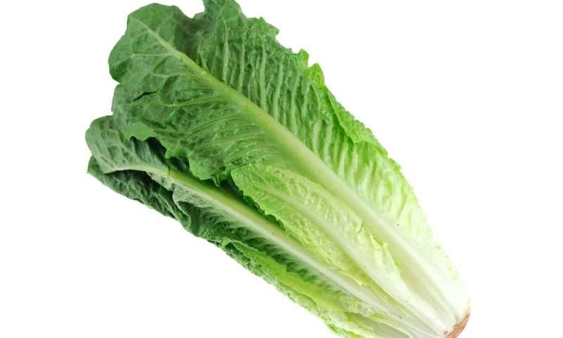 Order Romaine Lettuce - Each  food online from Yours Wholesome Foods store, New York on bringmethat.com
