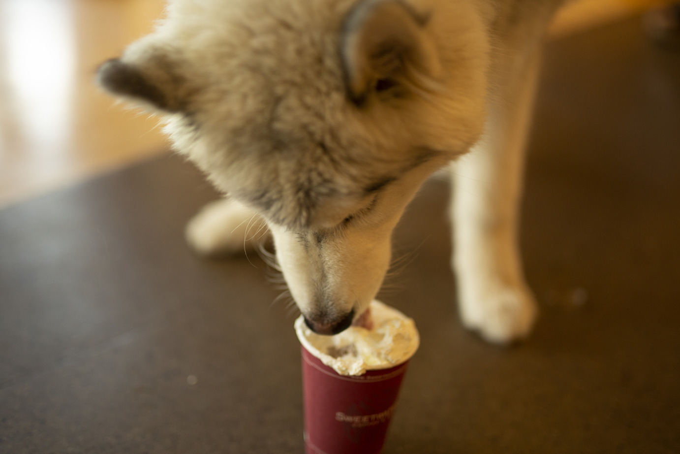 Order Pup Cup food online from Sweetwaters Coffee & Tea Monroe North store, Grand Rapids on bringmethat.com