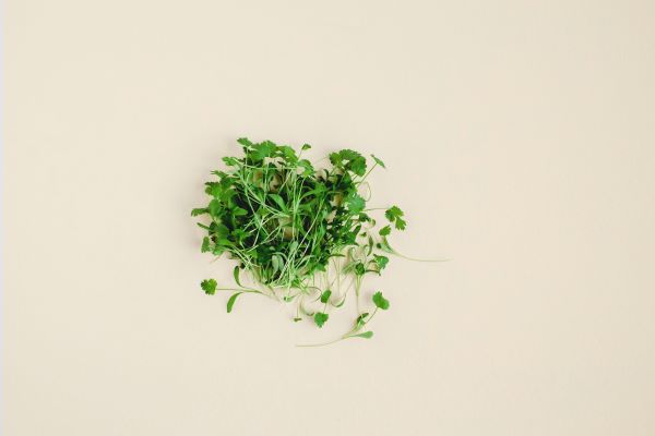 Order Cilantro  food online from Planted Detroit store, Detroit on bringmethat.com